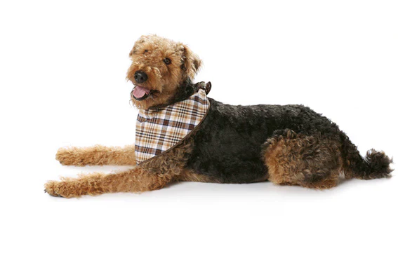 Burda Dog Coats 7752 - Image 4