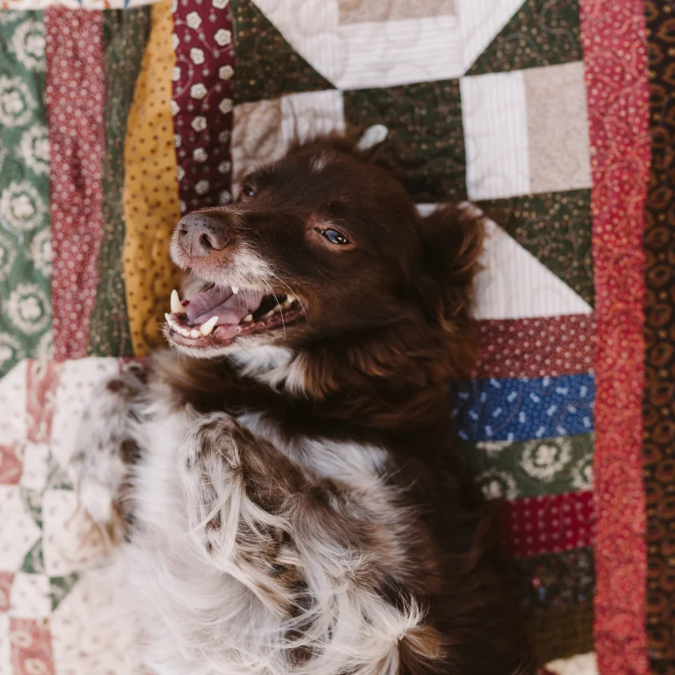 Quiltfolk Dogs - Image 2